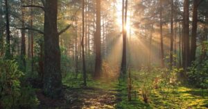 4 Must Have Ingredients Every Highly Sensitive Person Needs nature