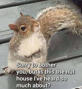 Should Highly Sensitive People Use Social Media squirrel