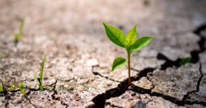 survival Is High Sensitivity a Form of Neurodivergence